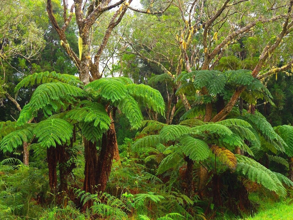 Foret de Belouve景点图片