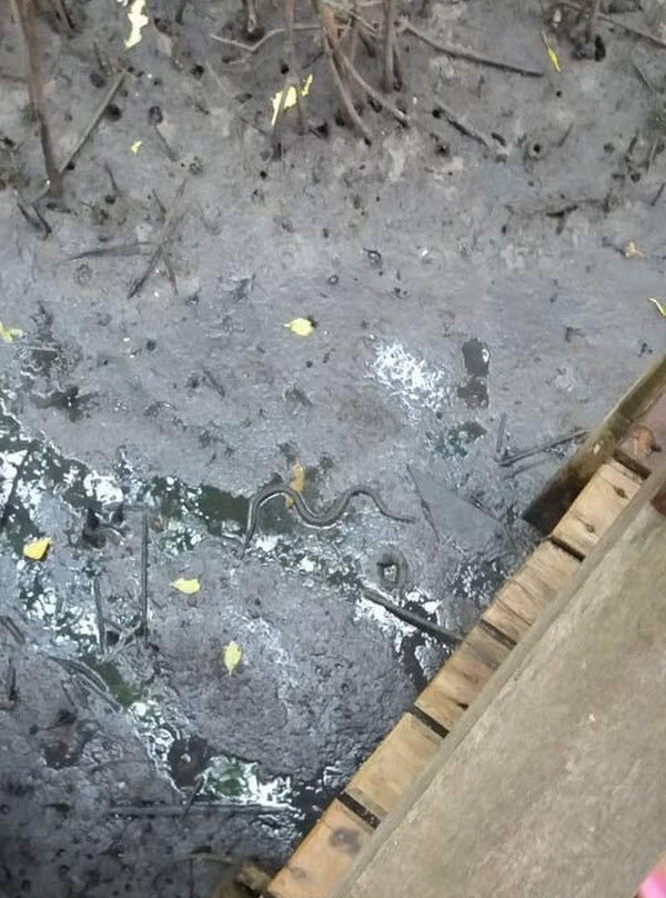 Khung Kraben Bay Royal Development Study Center-他迈必去景点