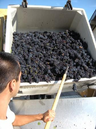 Claiborne & Churchill Winery景点图片