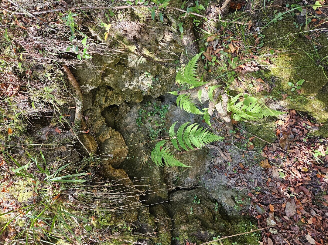 Devil's Millhopper Geological State Park-盖恩斯维尔必去景点