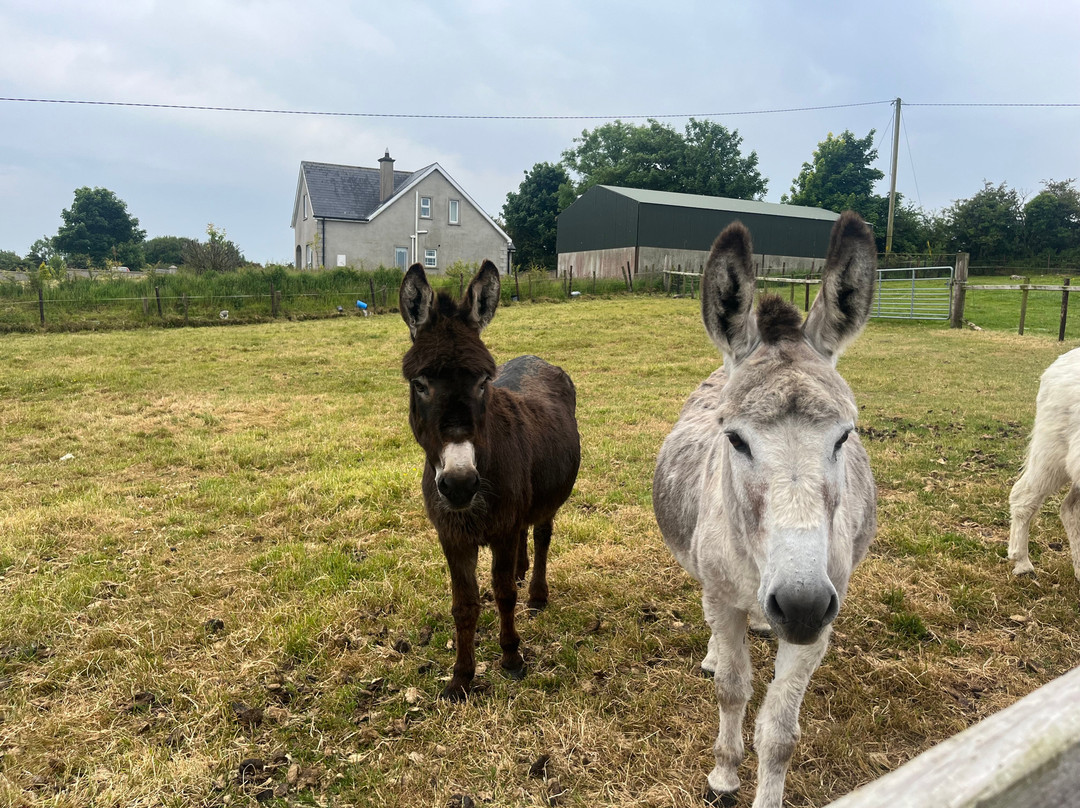 Donegal Donkey Sanctuary-Raphoe必去景点