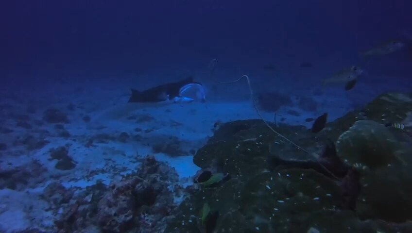 Forest blu Maldives景点图片