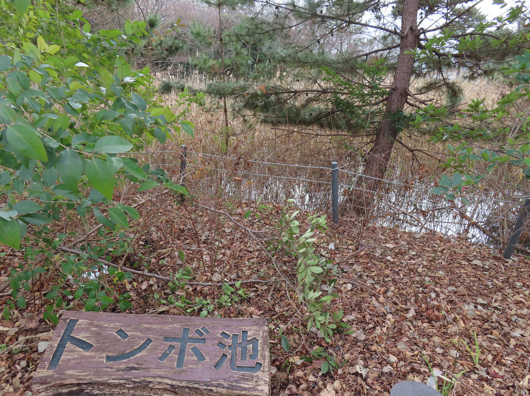 Kombukuro Pond Natural History Park-柏市必去景点