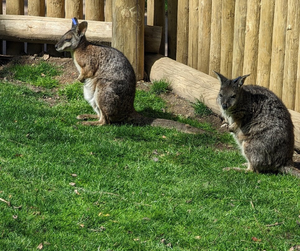 Miller Park Zoo-布卢明顿必去景点