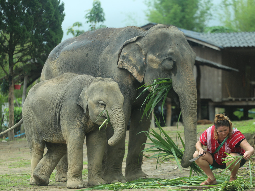 Karen Tribe Native Elephant-清迈必去景点