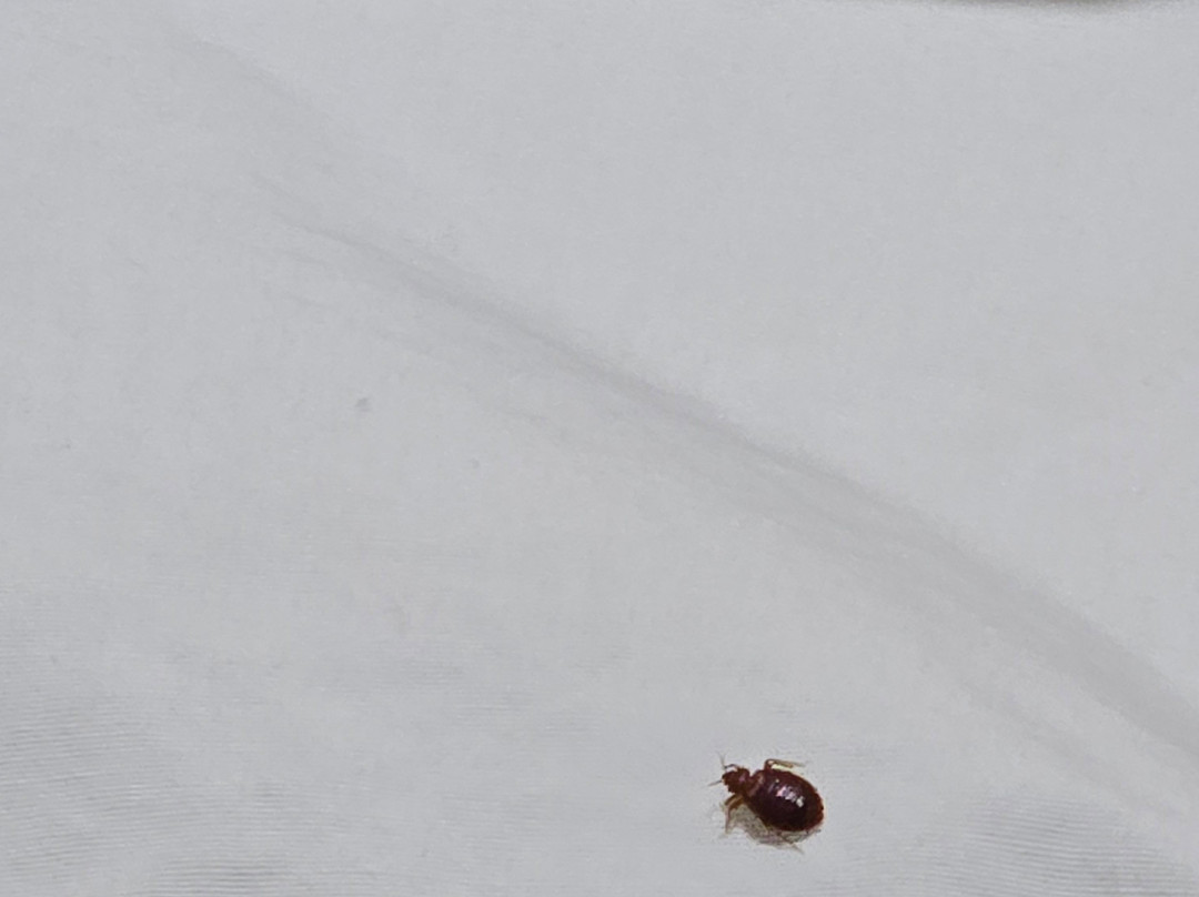 枫叶汽车旅馆主图