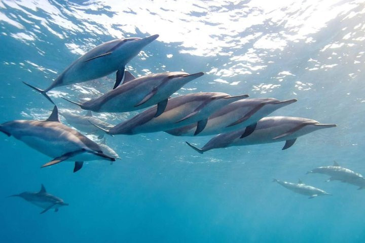 Whales Watching & Swimming With Dolphins In Mauritius- Xiao Ignace景点图片