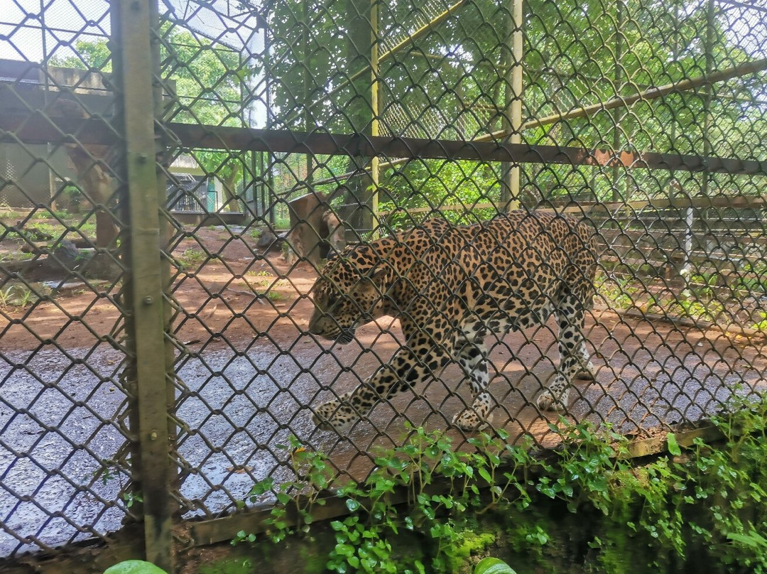 Pinnawala Zoo景点图片