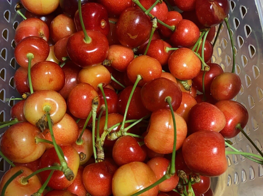 Sakuranboyama Kanko Firm-仁木町必去景点