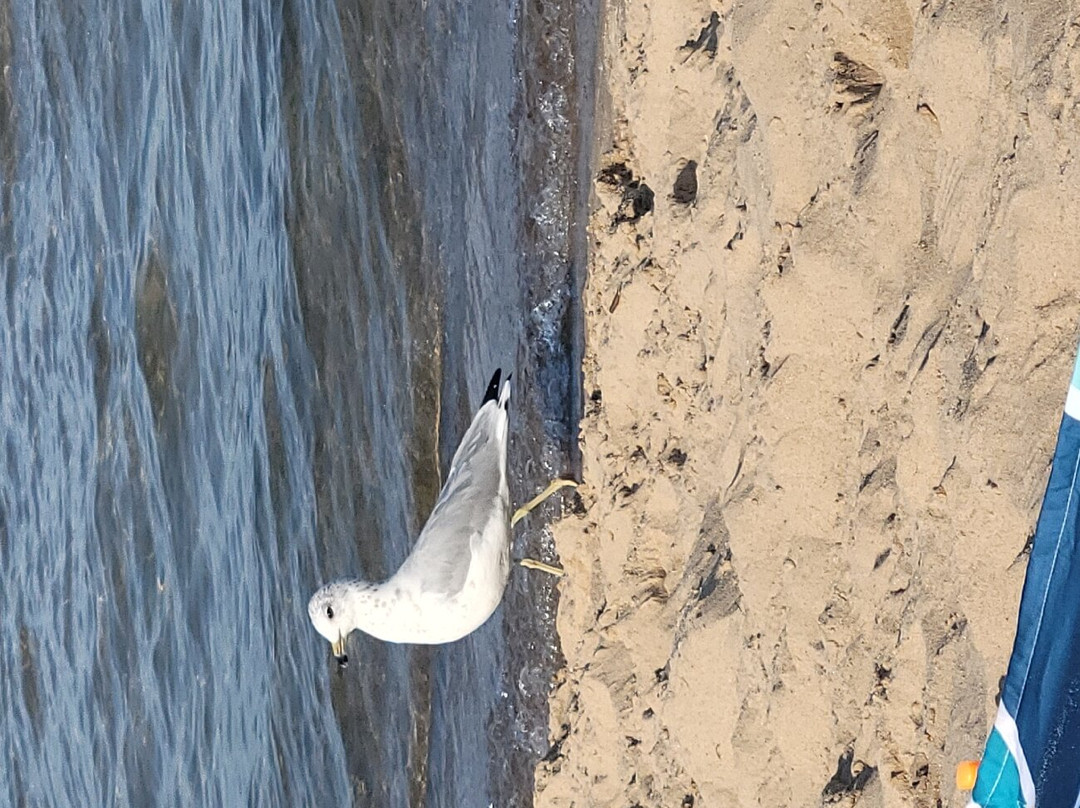 South Haven Lighthouses-南黑文必去景点