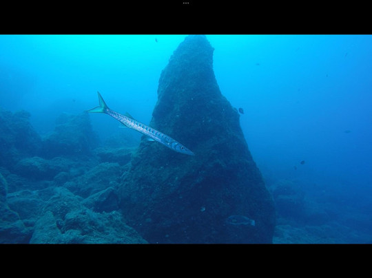 Madeira Divepoint-沙尔必去景点