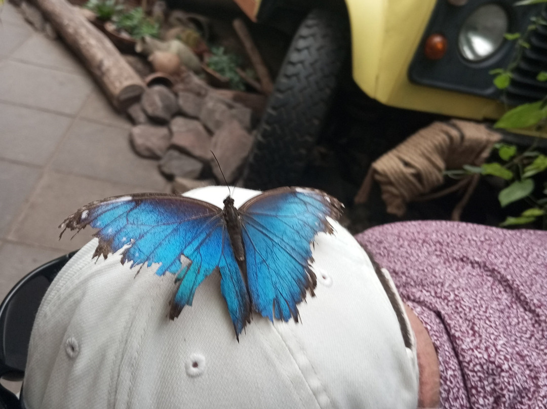 Vlindersafari-Gemert必去景点