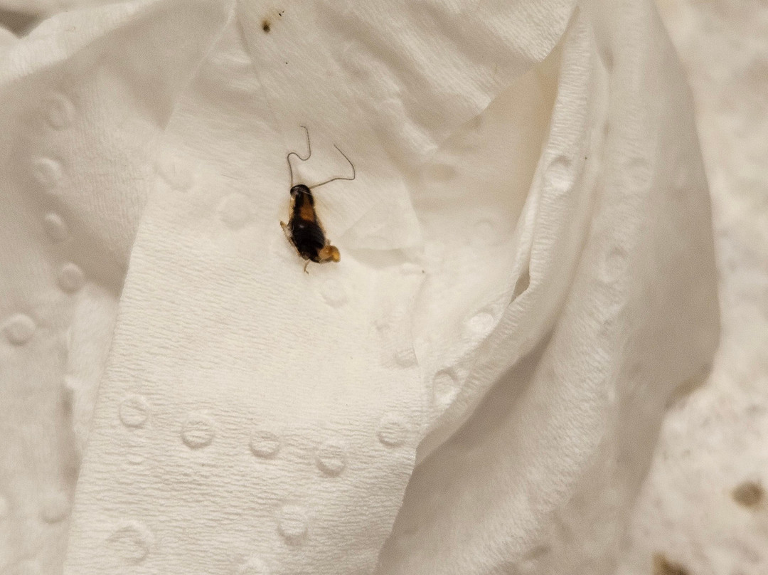 Ramada by Wyndham Enid主图