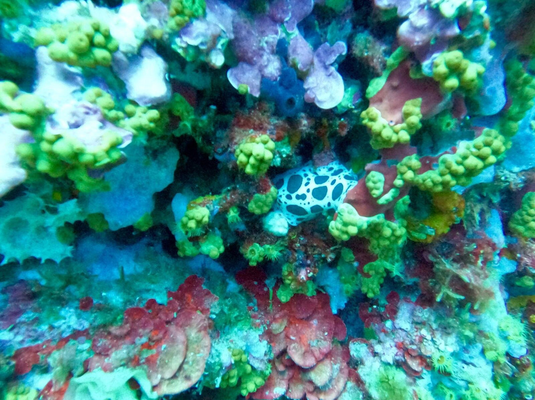 Diving Alghero-阿尔盖罗必去景点