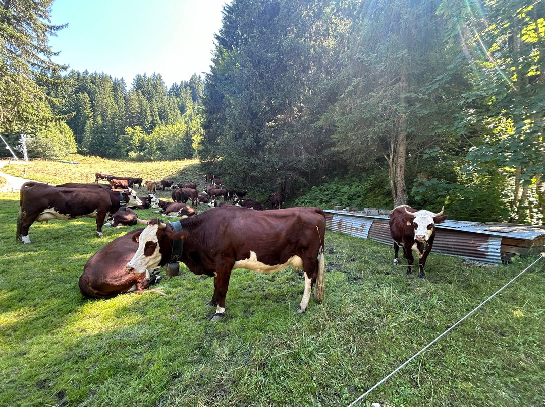 Lac des Evettes-Flumet必去景点