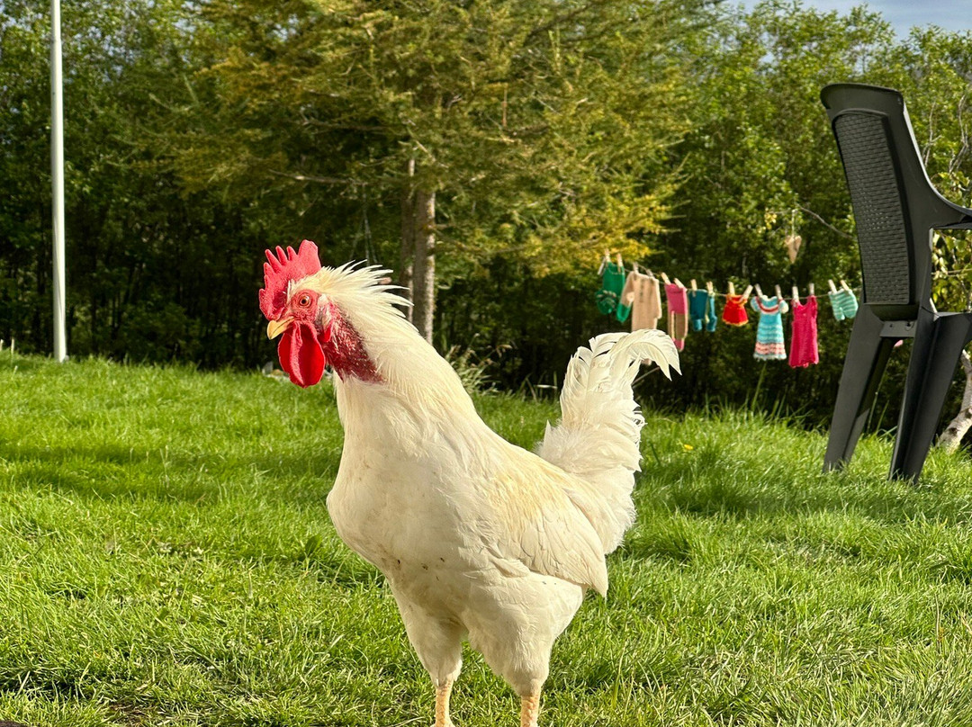 Ondolfsstadir Farm Bed & Breakfast主图