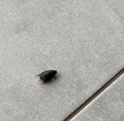 BLUESEA Bahía De Lobos主图