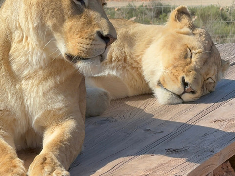 Born in Africa Tours-开普敦必去景点