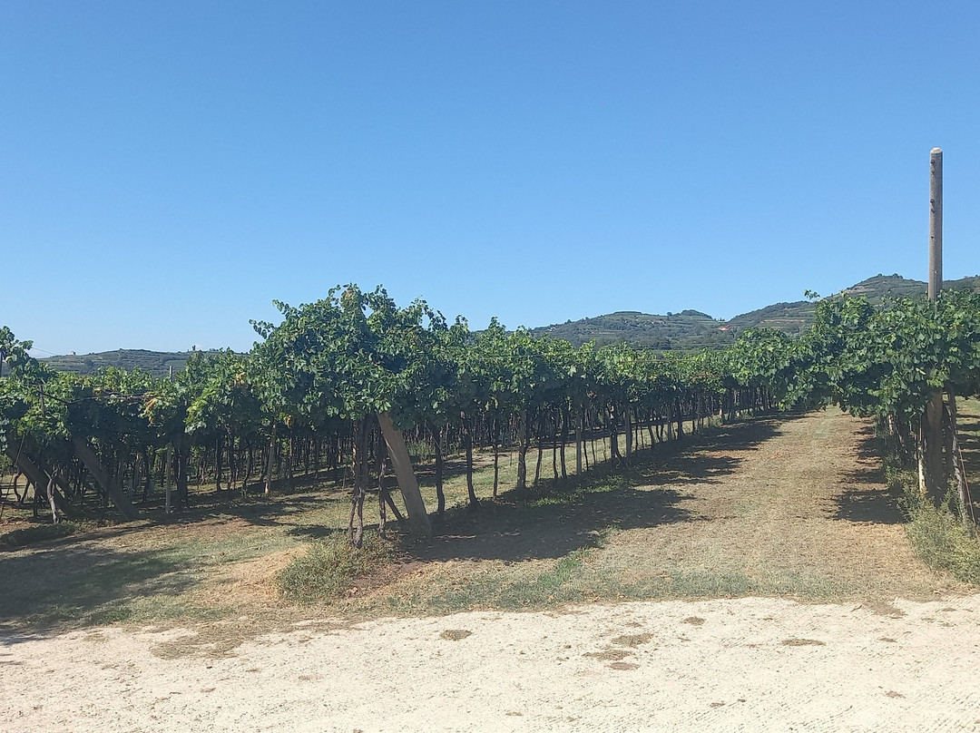 Cantina Leonildo Pieropan景点图片