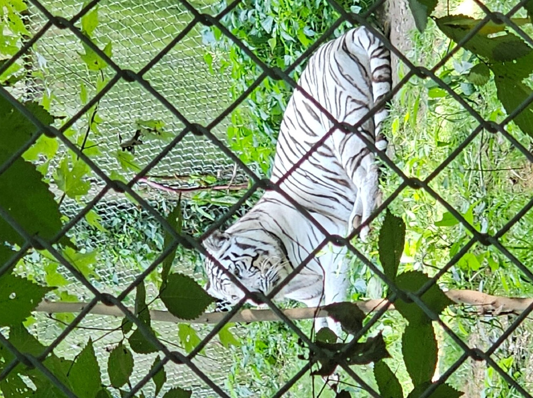 Exotic Feline Rescue Center-Centerpoint必去景点