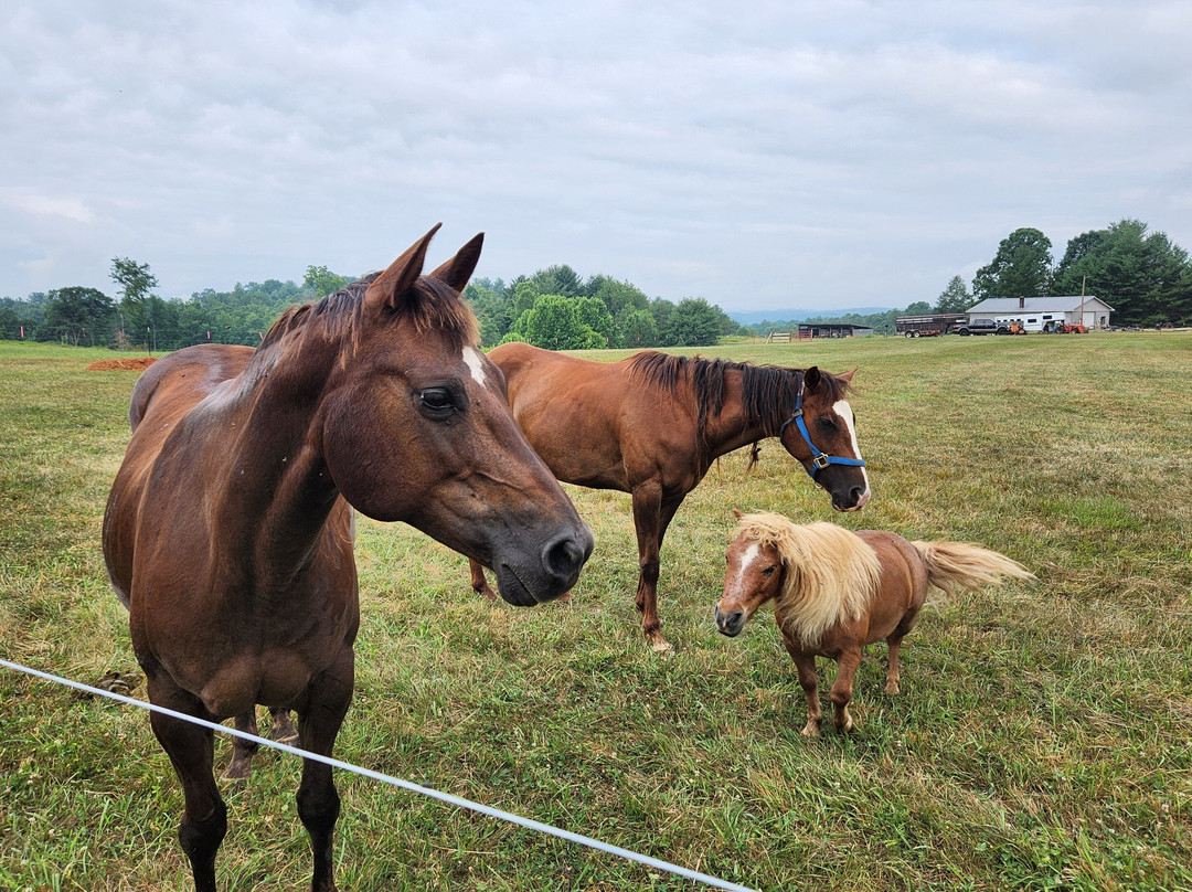 G&G Stables NC-Wilkesboro必去景点