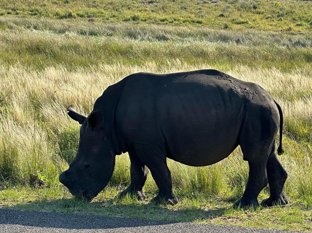 Crocodile Centre St Lucia-圣露西亚必去景点