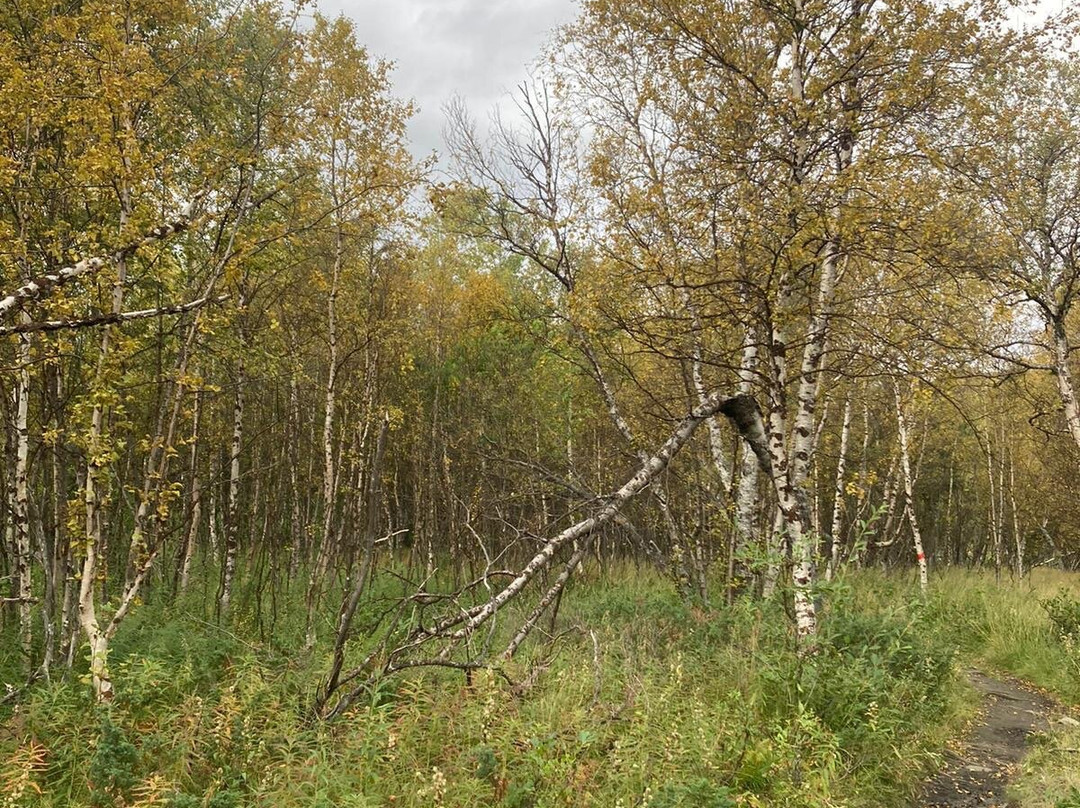 Kiruna in Swedish Lapland-基律纳必去景点