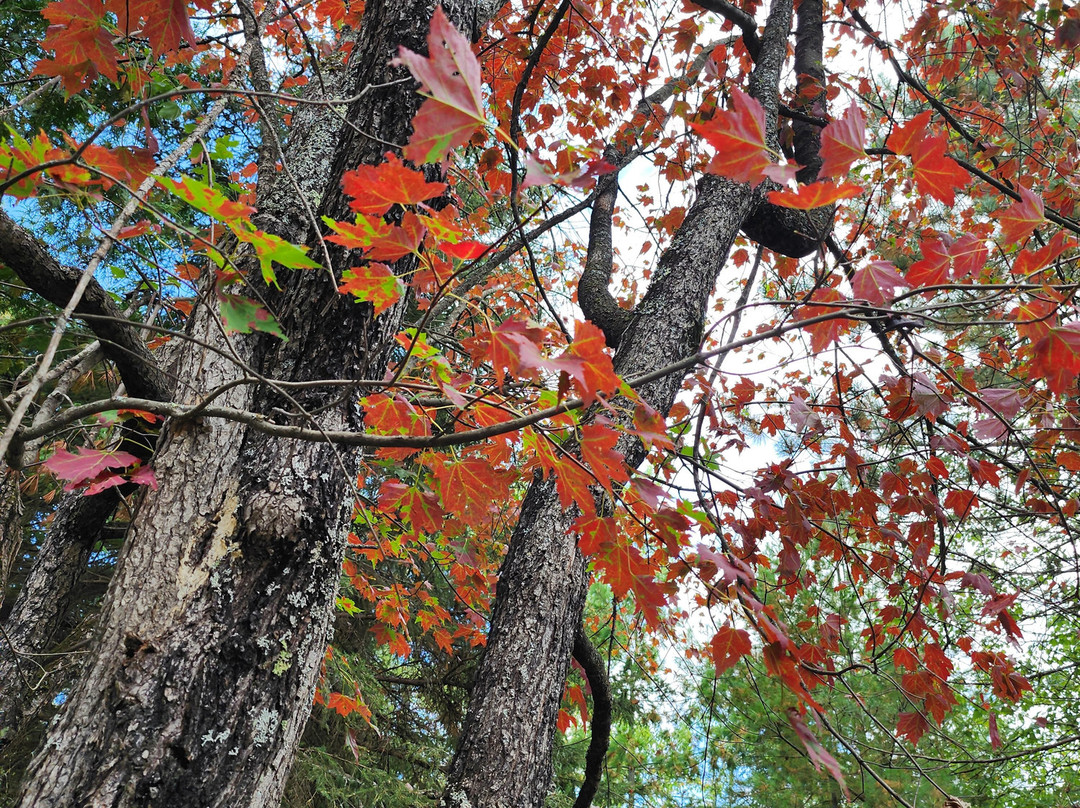 Bear Head Lake State Park-伊利必去景点