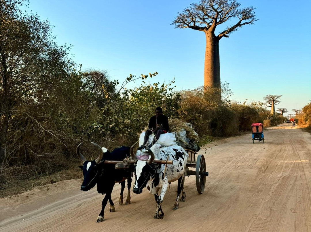 Malagasy Tours-安塔那那利佛必去景点