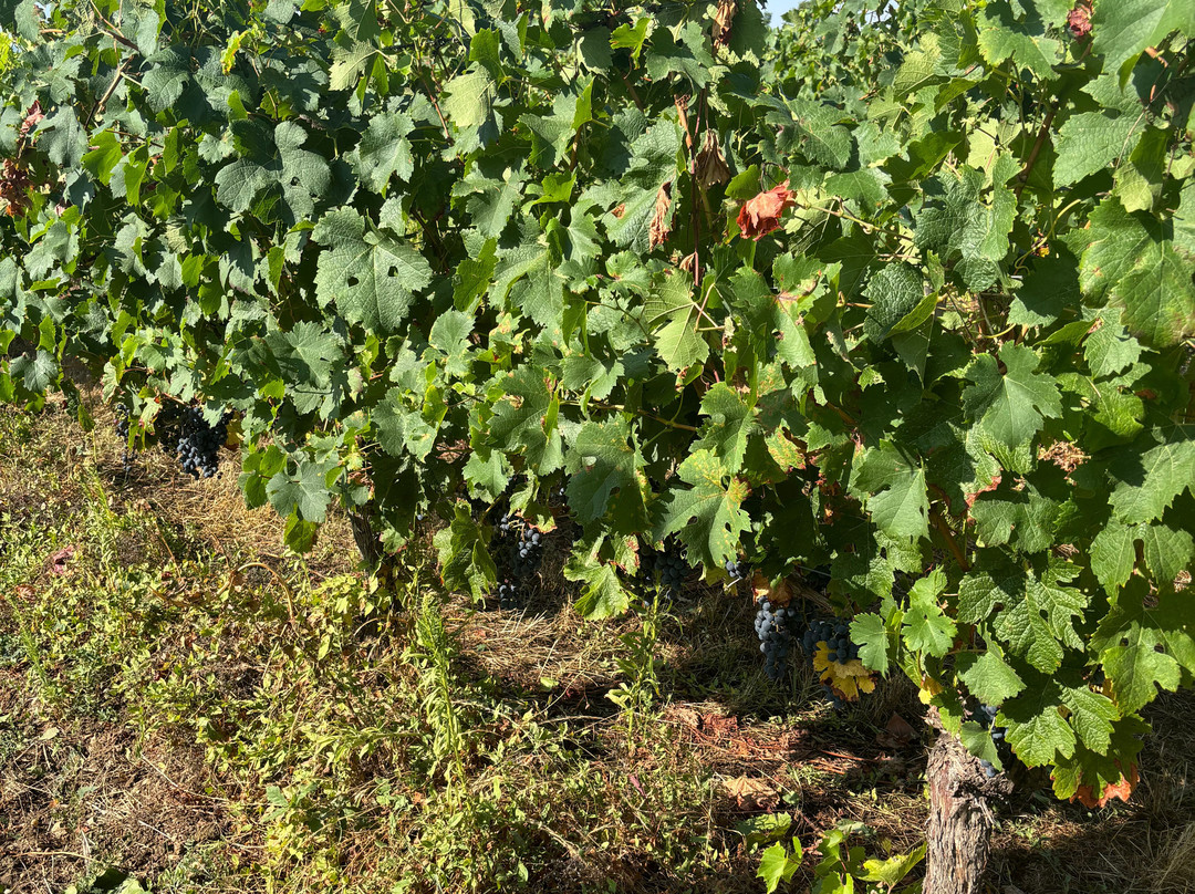 Bergerac Wine Tours景点图片