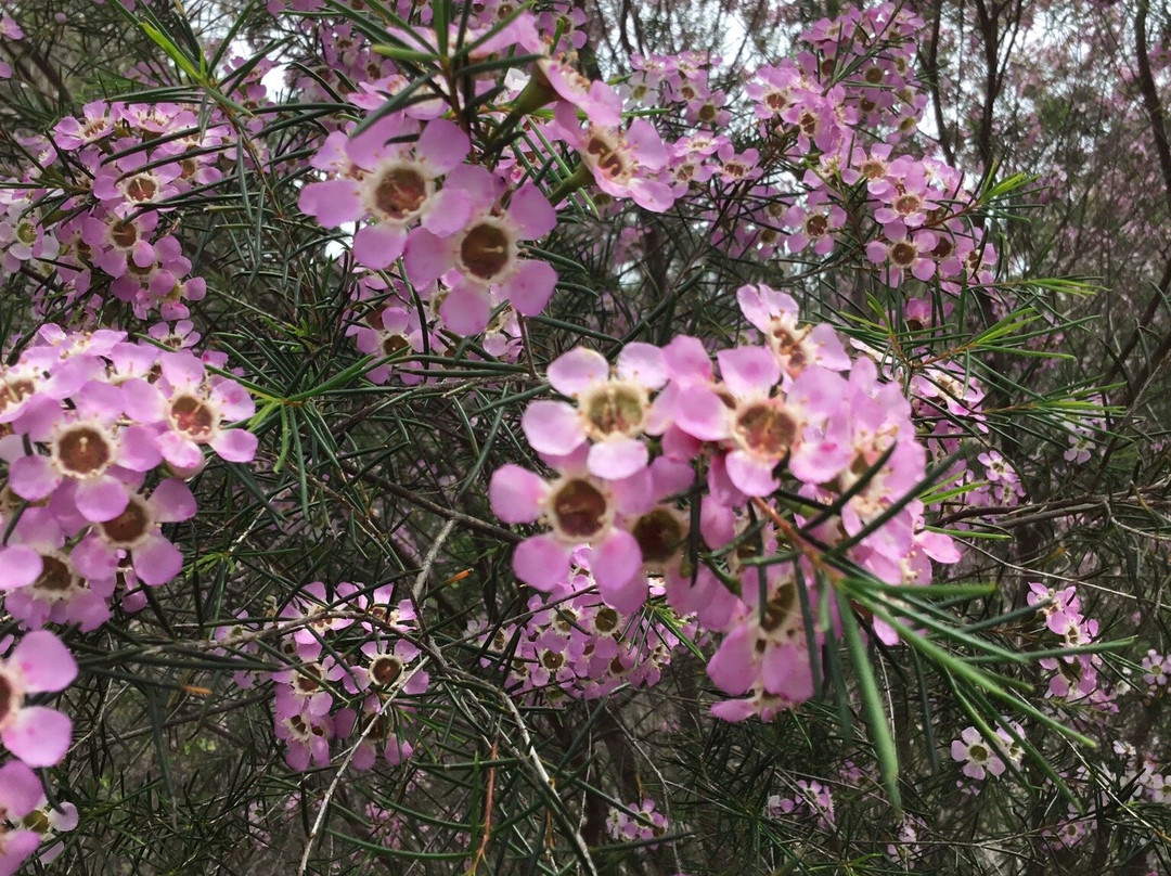 Australian Wildflower Tours景点图片