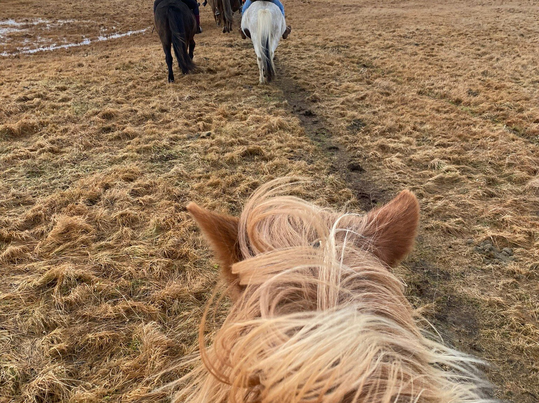 Íslandshestar-塞尔福斯必去景点