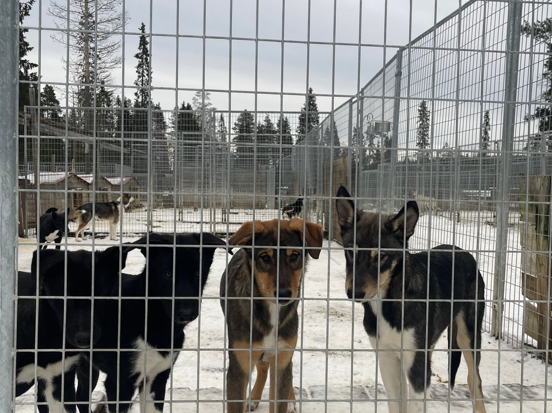 All Huskies-Kittilä必去景点