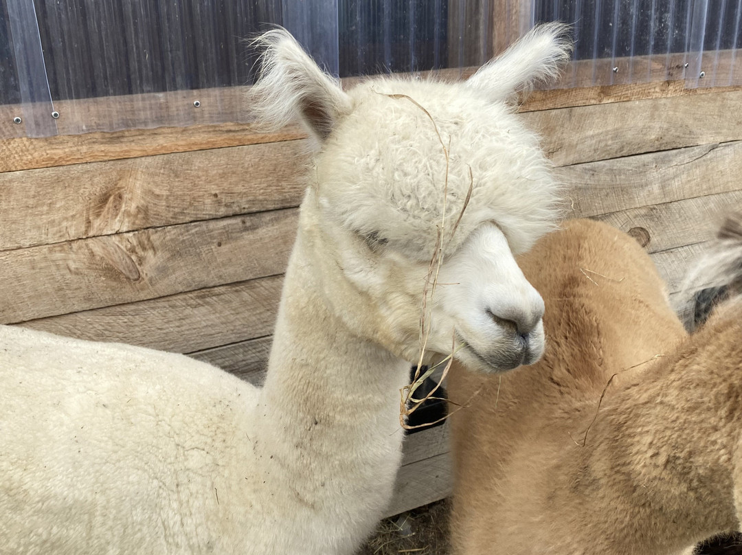 Little Foot Alpacas-Spencerville必去景点