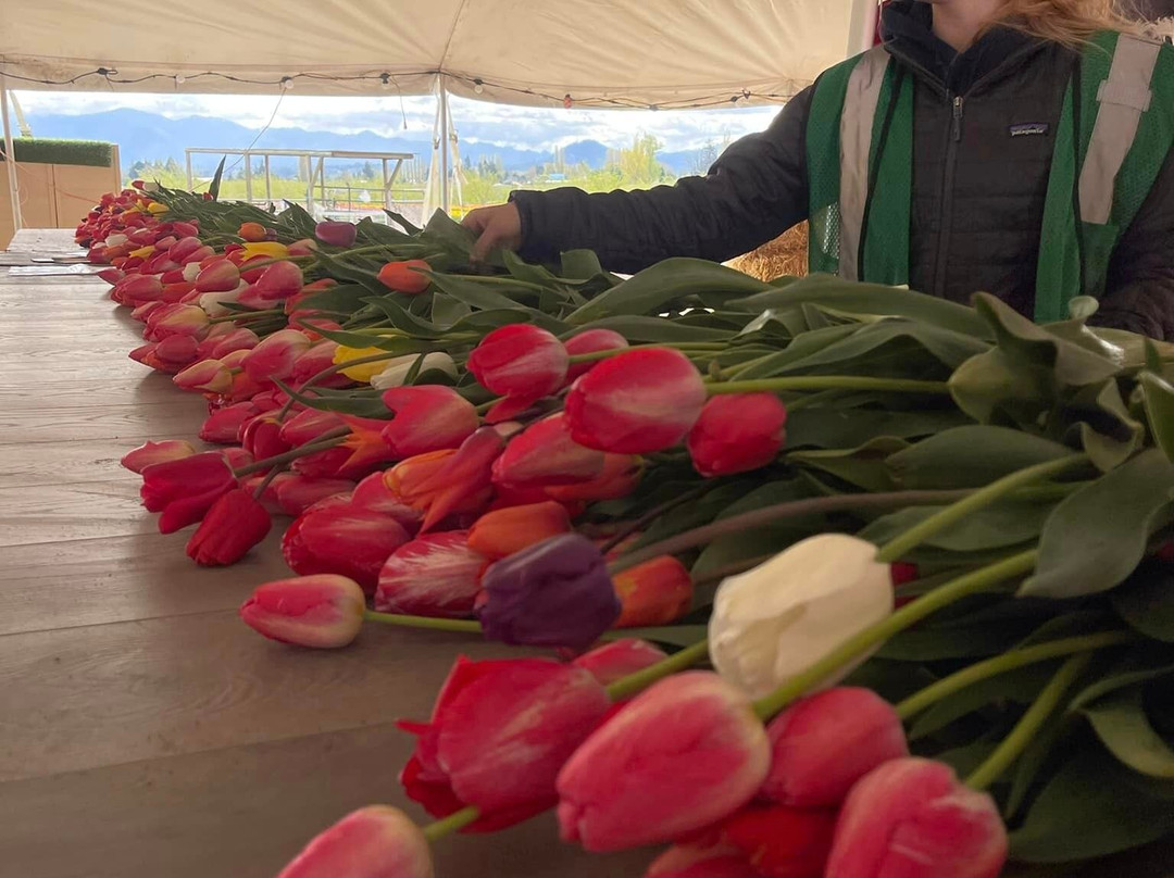 Tulip Valley Farms景点图片