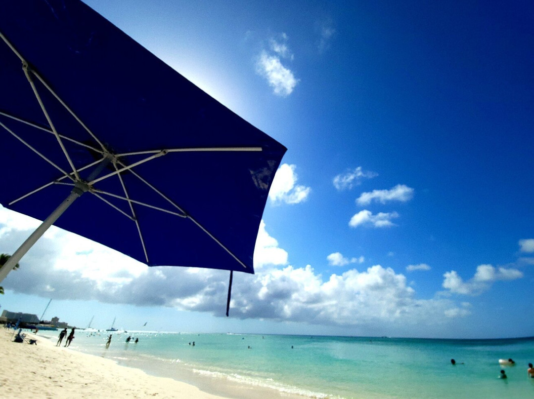 Coconut Rentals Aruba-棕榈/鹰海滩必去景点