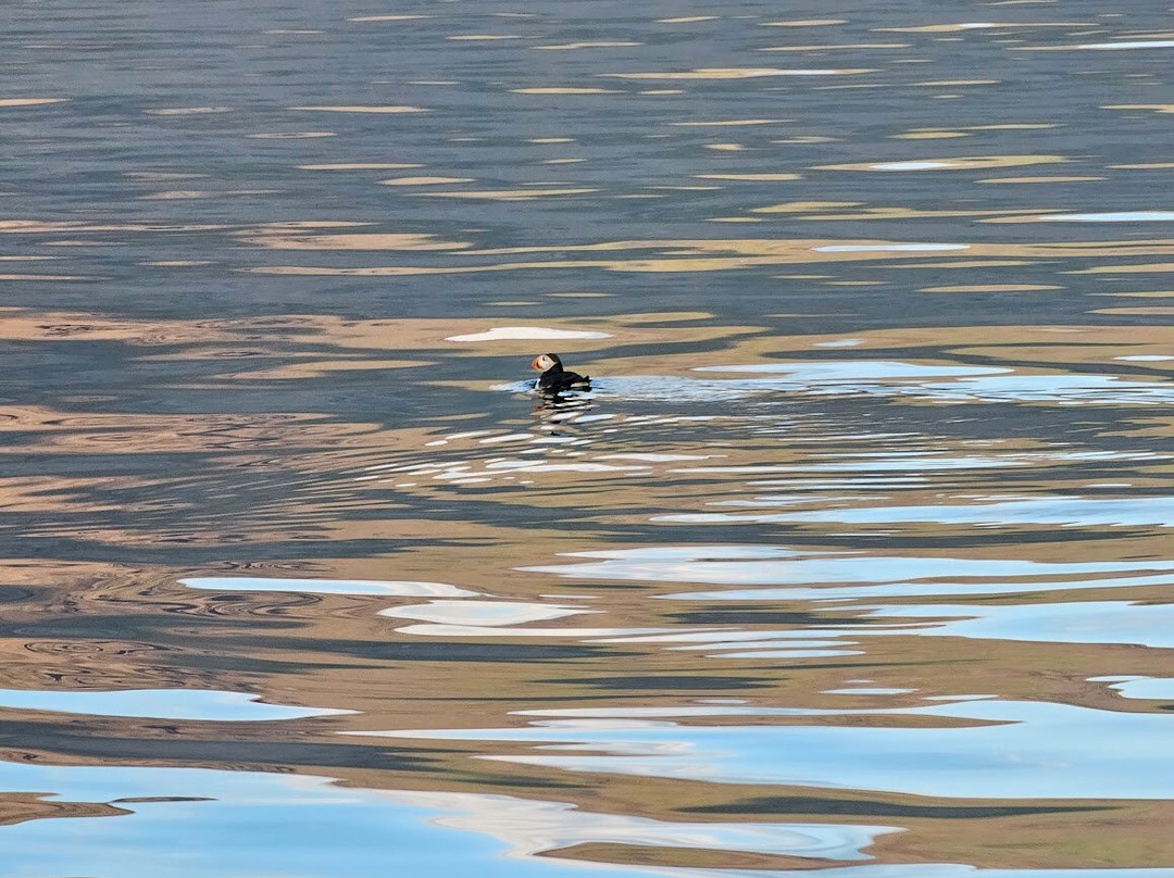 Voxey Trips-Djupivogur必去景点