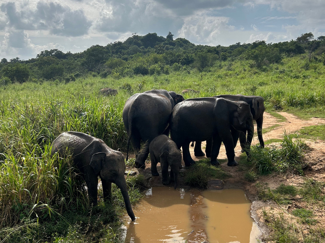 Sri Lanka Tours & Holidays景点图片