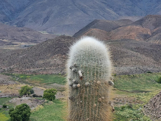 Ruins of Tastil-Province of Salta必去景点