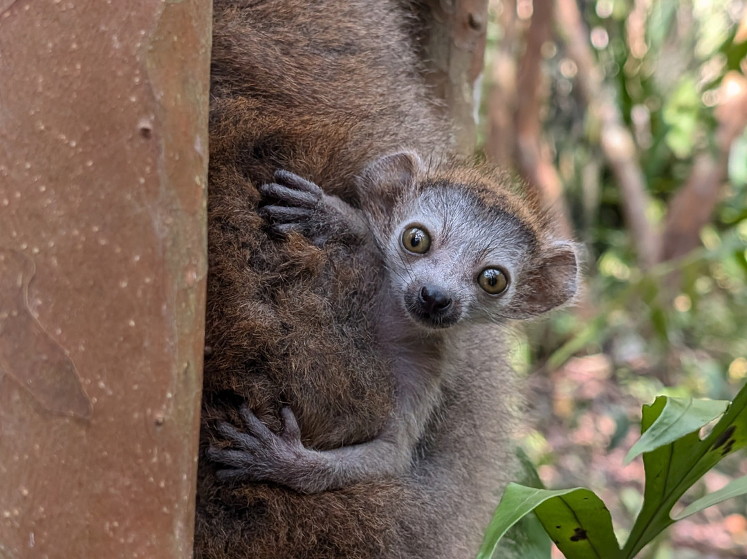 GMT+3 Great Madagascar Tours - Day Tours景点图片