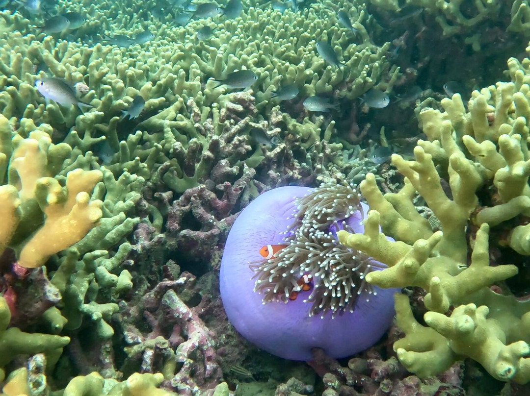 Let's Dive Palawan-公主港必去景点