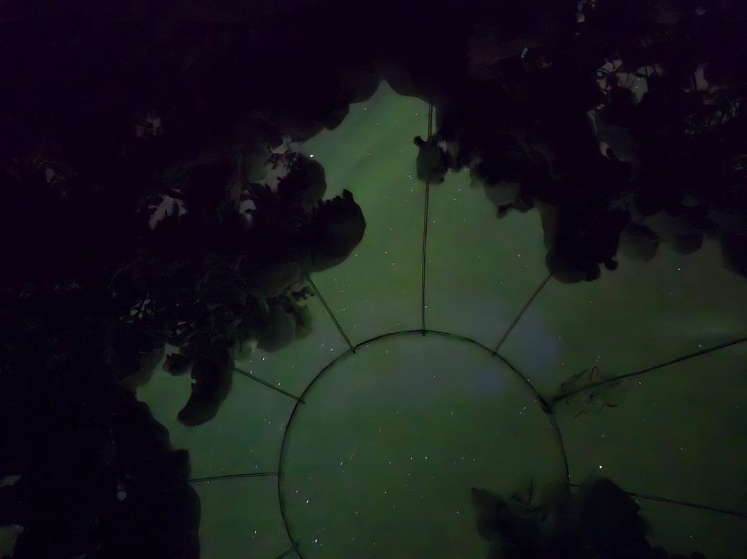 Buubble Tours-雷克雅未克必去景点