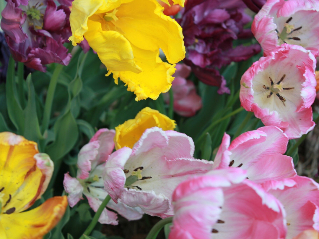 Dahlia Valley Ranch-Arnold必去景点