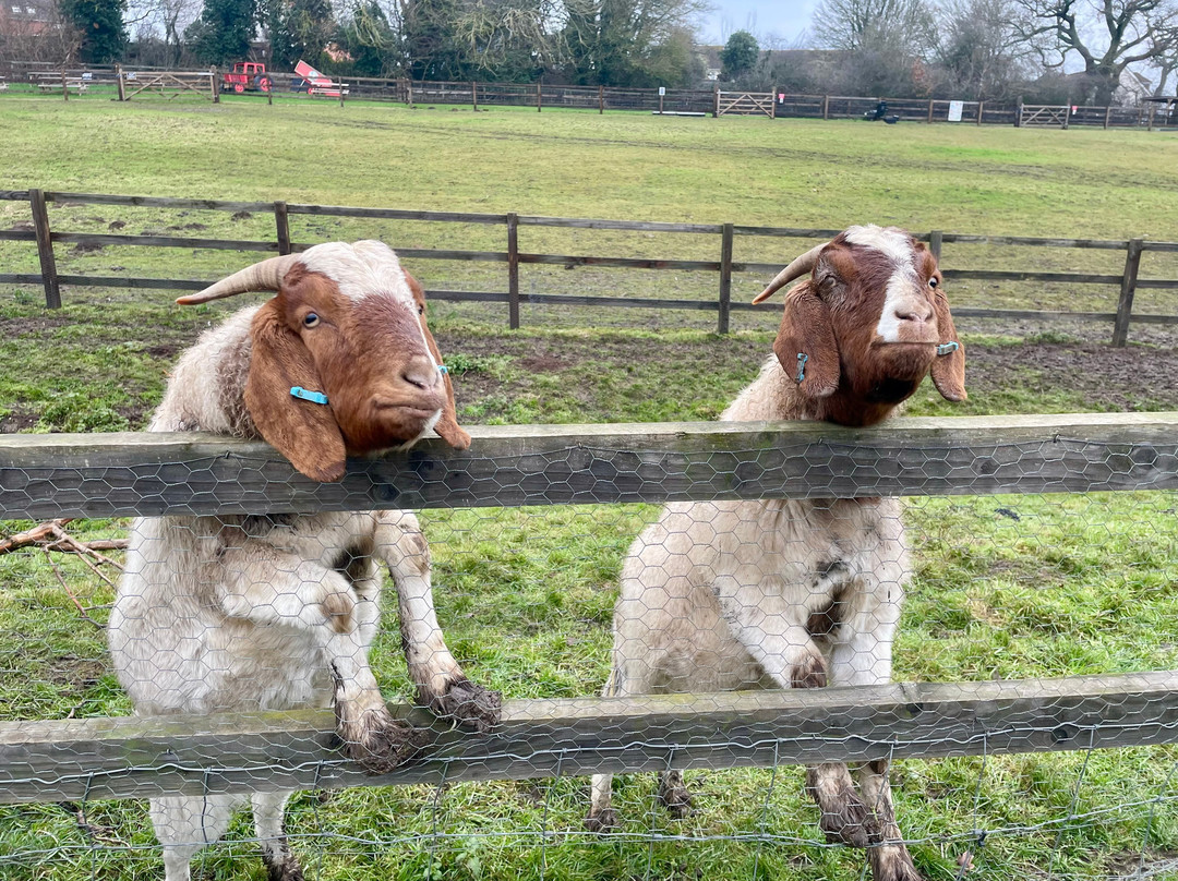Stantons Farm - Petting Farm景点图片