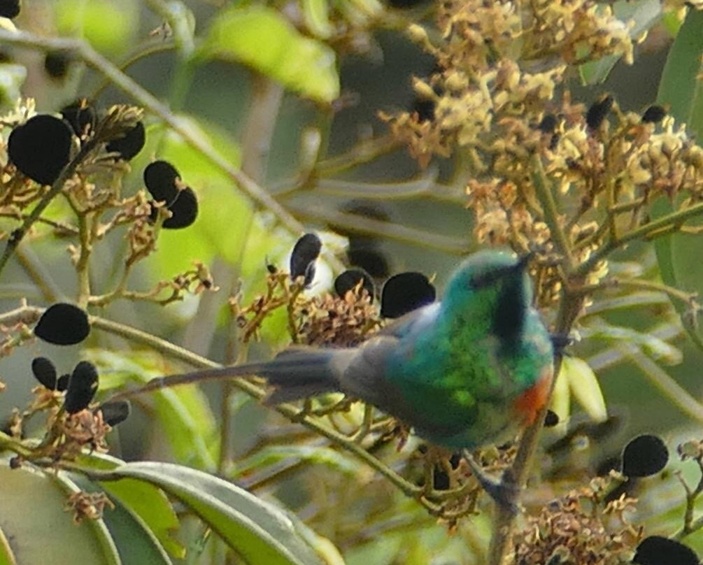 Bird Watching Gambia - Dr Owl景点图片