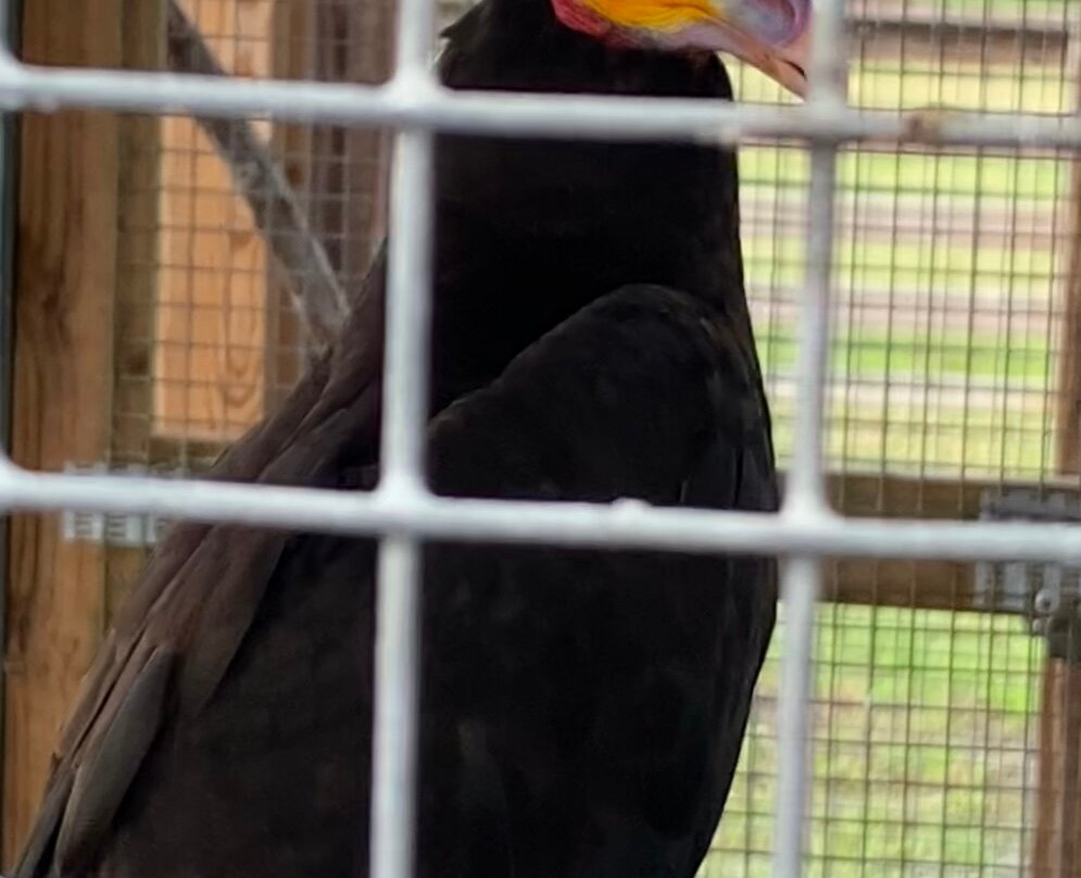 TGR Exotics Wildlife Park-斯普林必去景点