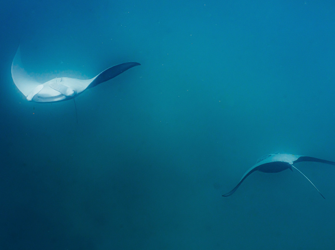 Ningaloo Reef Dive-珊瑚湾必去景点