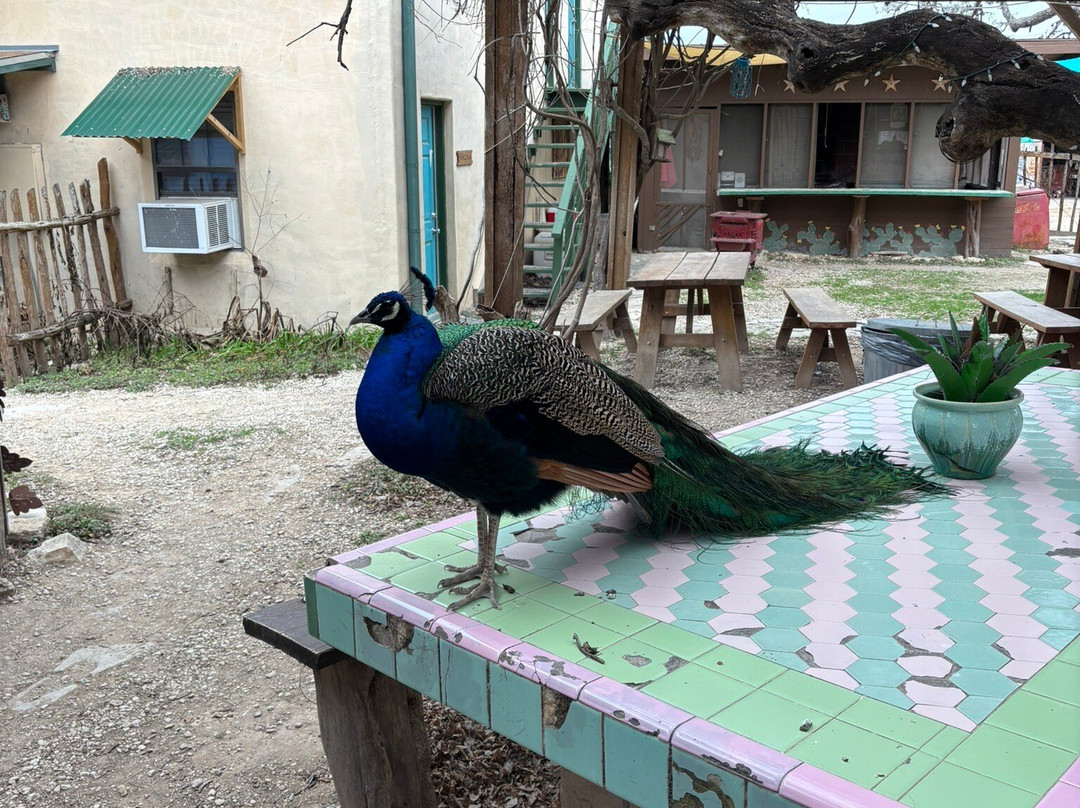 Dixie Dude Ranch-Bandera必去景点