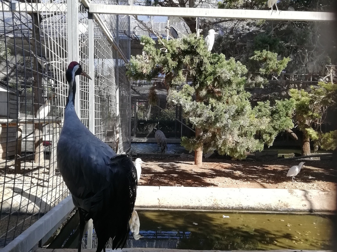 Birdpark Malta景点图片