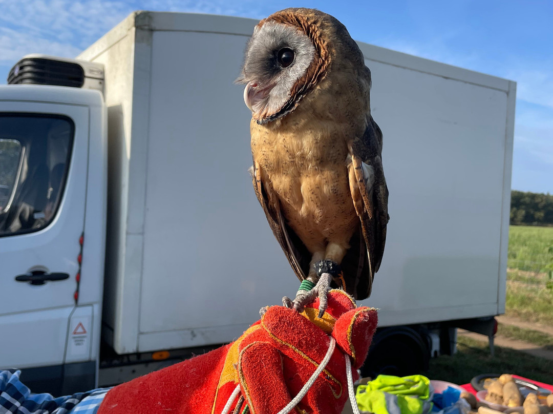 Weeting Saturday Car Boot Sale景点图片